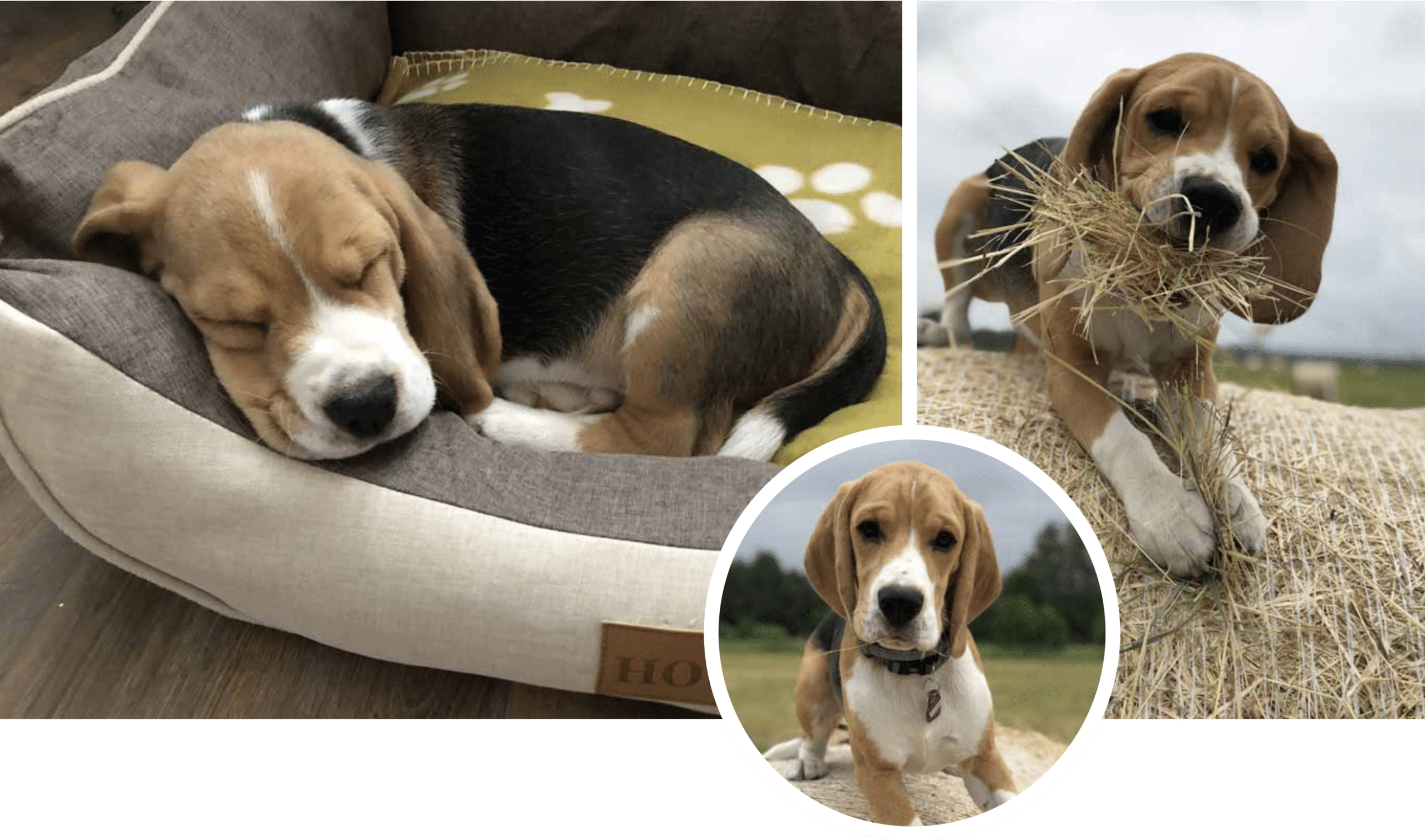 per4med GmbH Employee Office dog